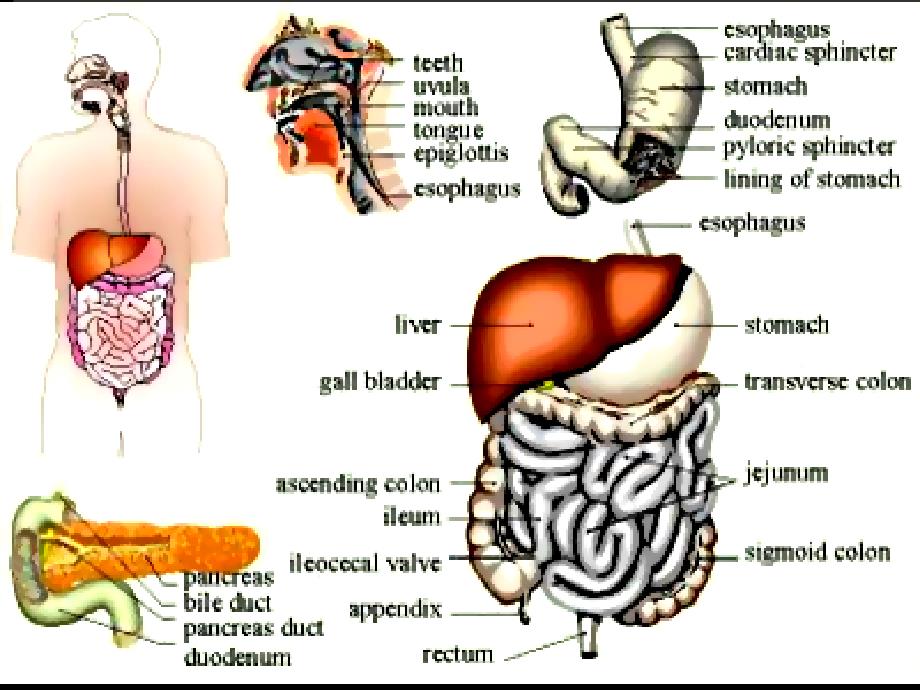 医学教学课件：消化和吸收_第2页