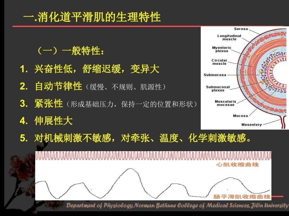 医学教学课件：消化和吸收_第5页