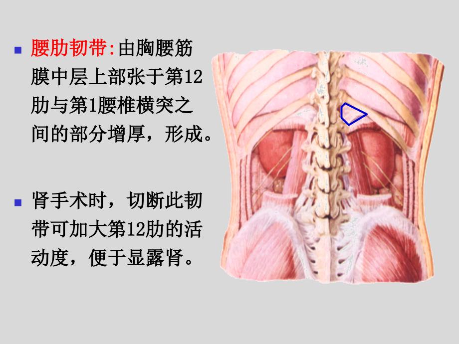 背重点ppt课件_第4页