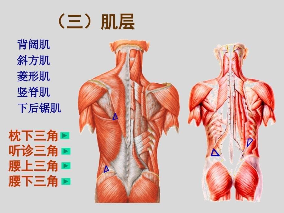 背重点ppt课件_第5页