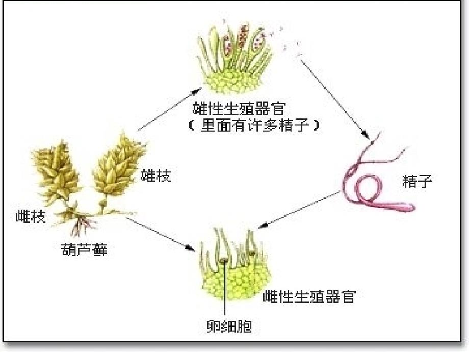 谈葫芦藓的特性-梁芳艳.ppt_第2页