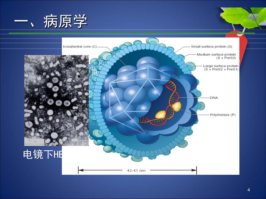 乙肝防治指南ppt课件_第4页