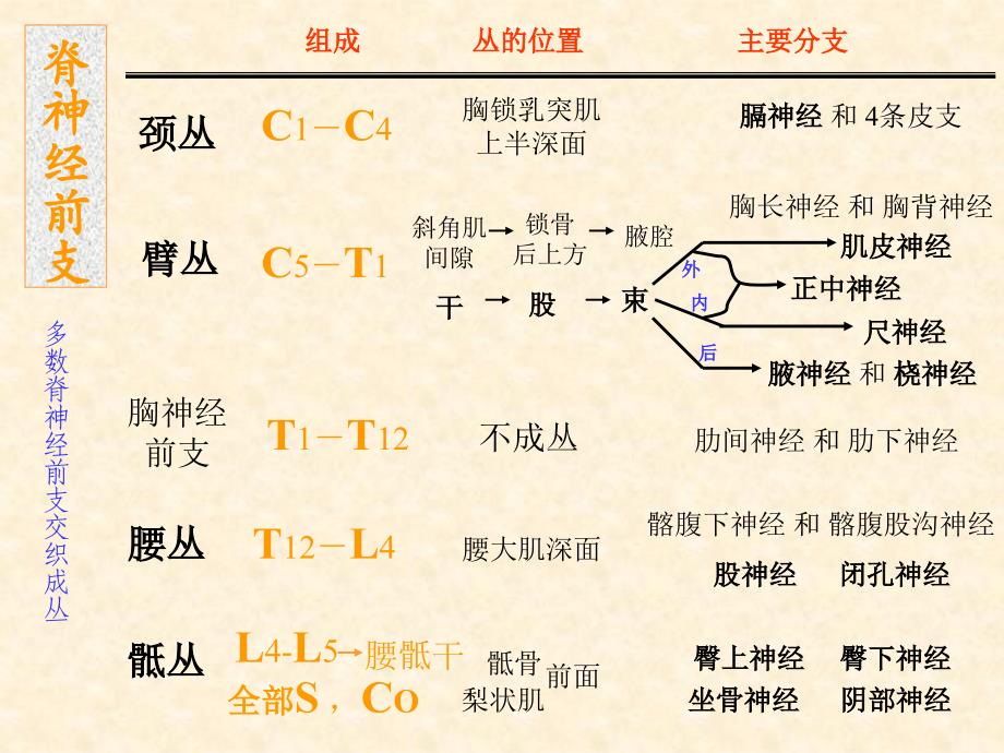 脑神经系统-脊神经(下)_第2页