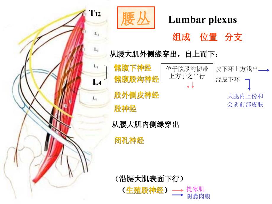 脑神经系统-脊神经(下)_第3页