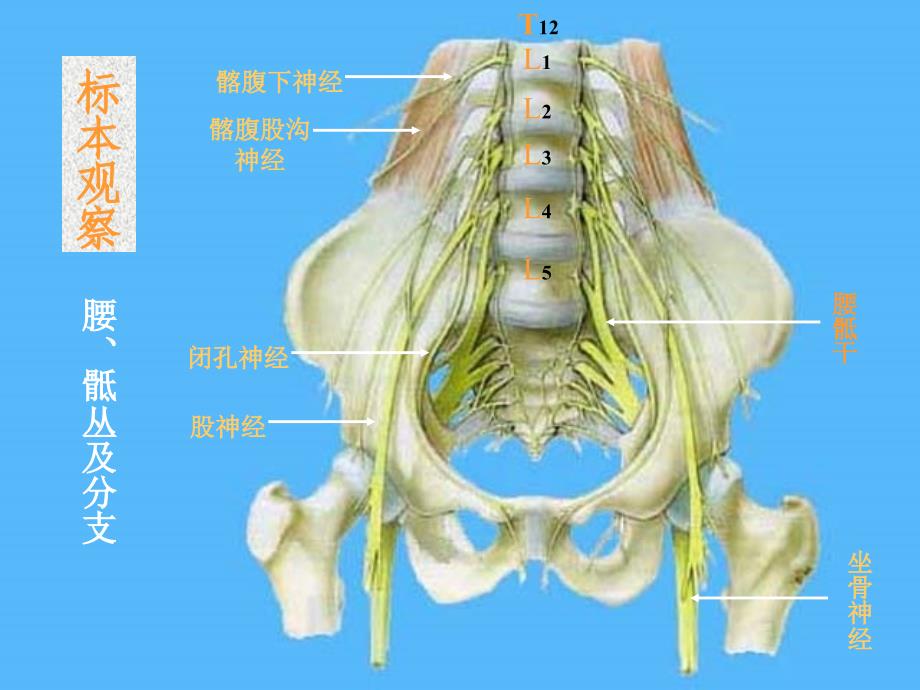 脑神经系统-脊神经(下)_第4页