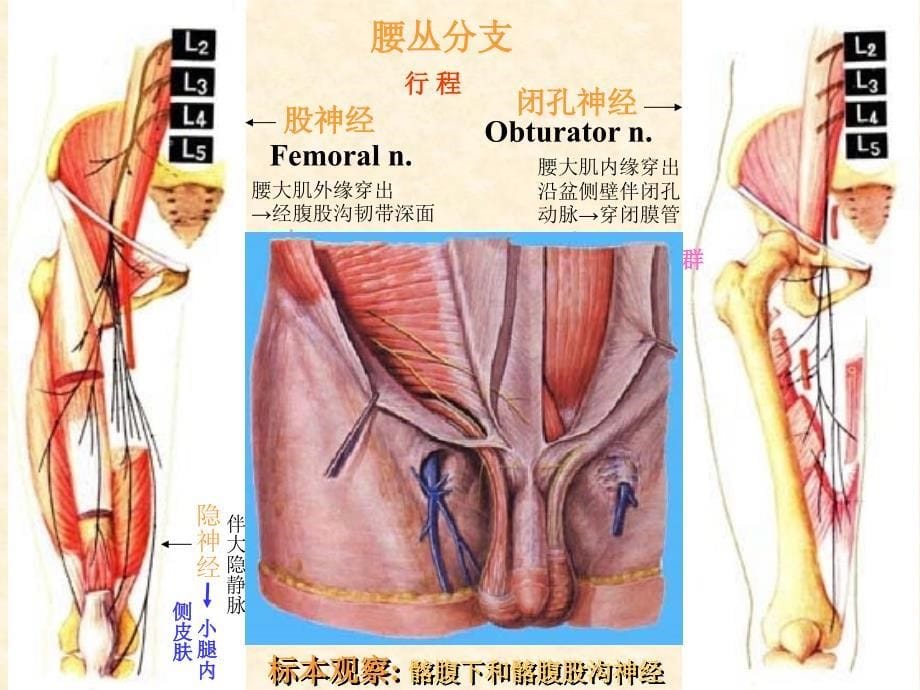 脑神经系统-脊神经(下)_第5页