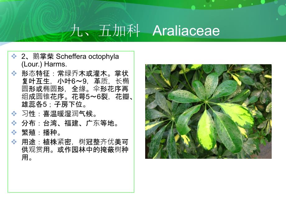 九五加科Araliaceae精品PPT课件_第3页