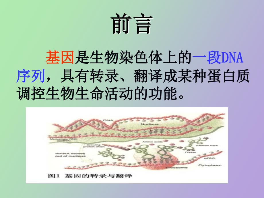 基因的克隆方法_第2页