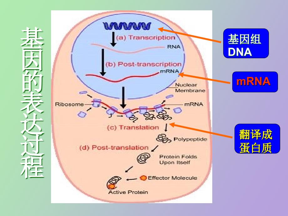 基因的克隆方法_第3页