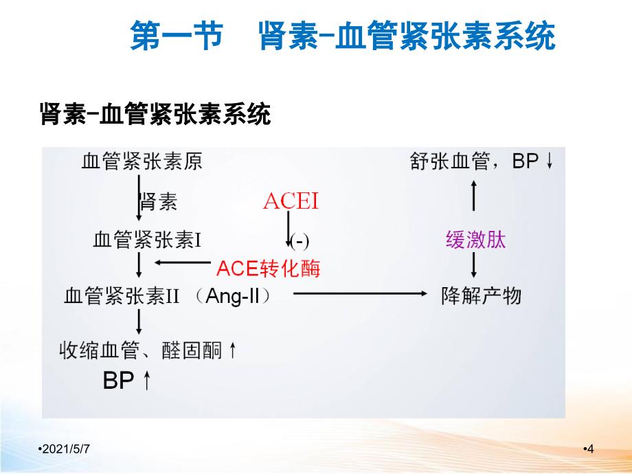 肾素—血管紧张素系统药理_第4页