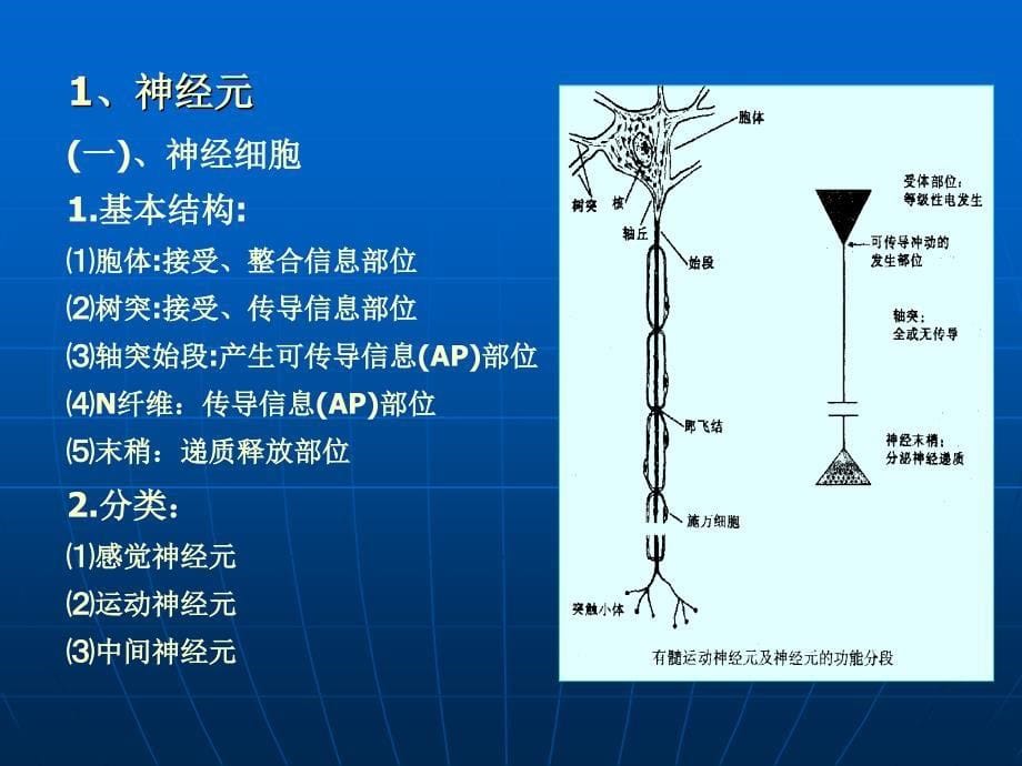 第五章中枢神经生理_第5页