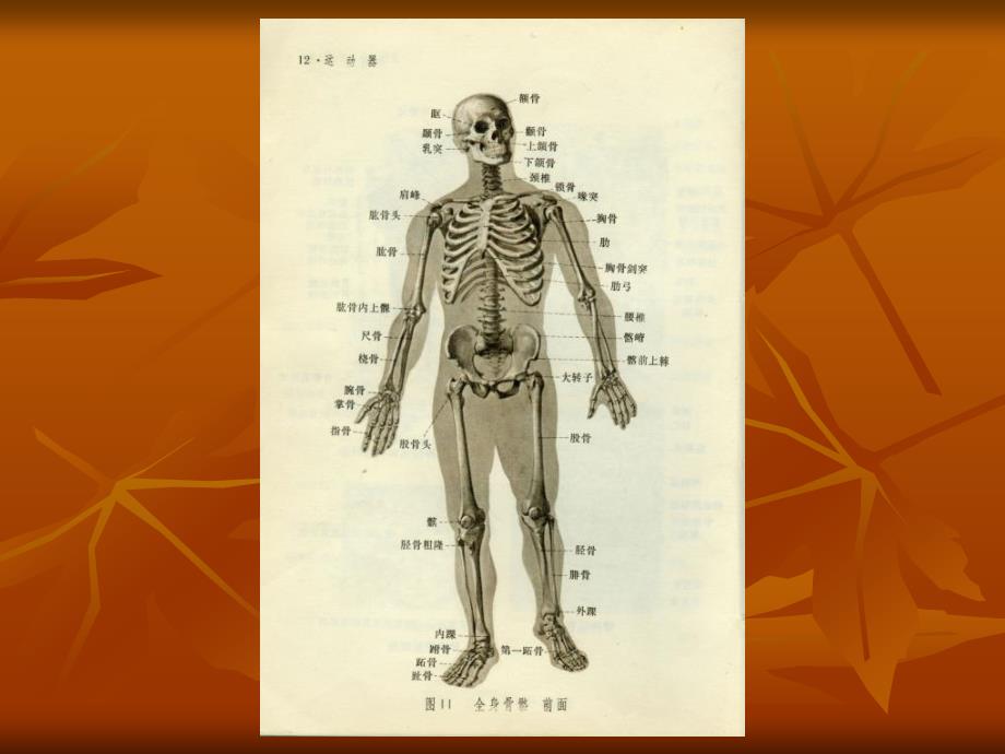 人工髋关节置换患者康复训练指导_第2页