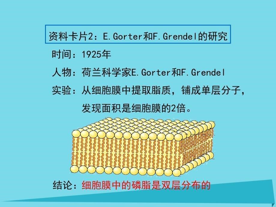 高中生物第四章细胞的物质输入和输出4.2生物膜的流动镶嵌模型课件2新人教版必修_第5页