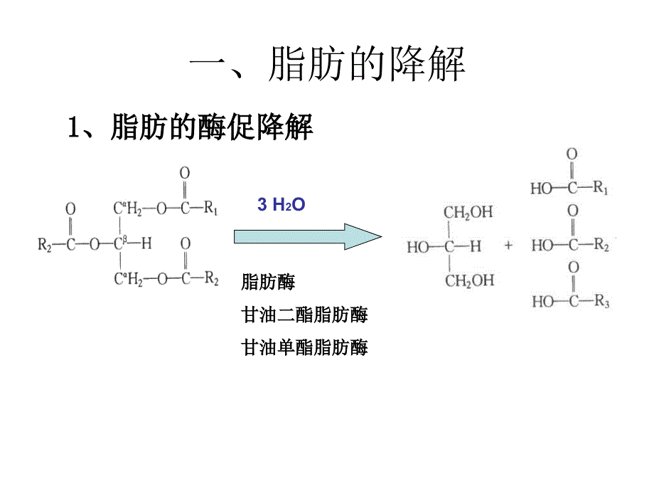 17生化b脂类代谢_第2页