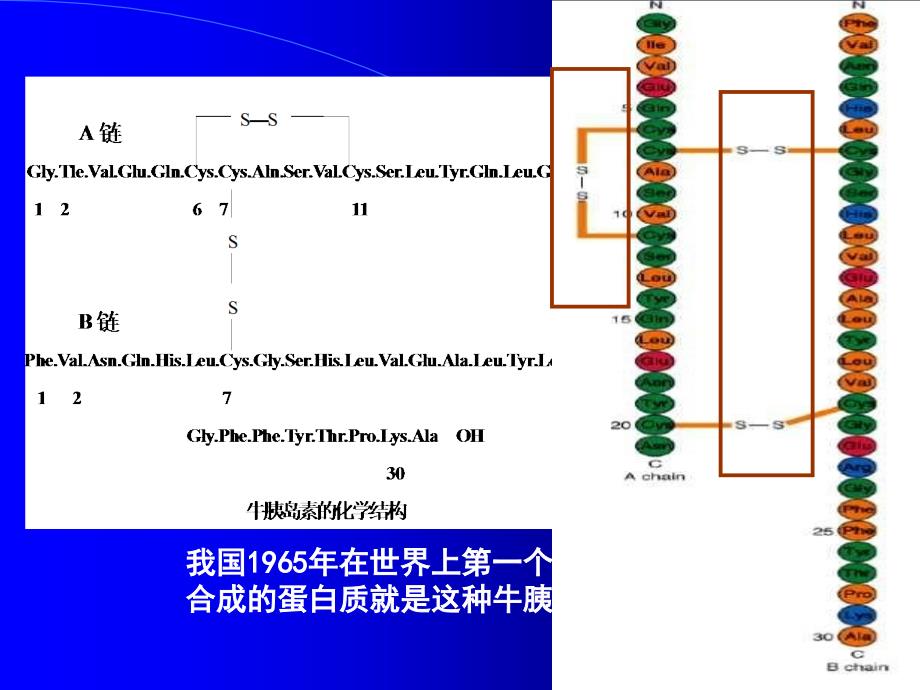 第二章蛋白质化学2_第3页