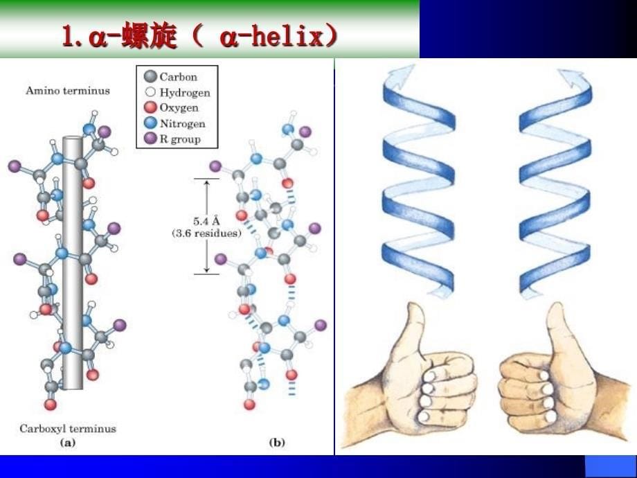 第二章蛋白质化学2_第5页