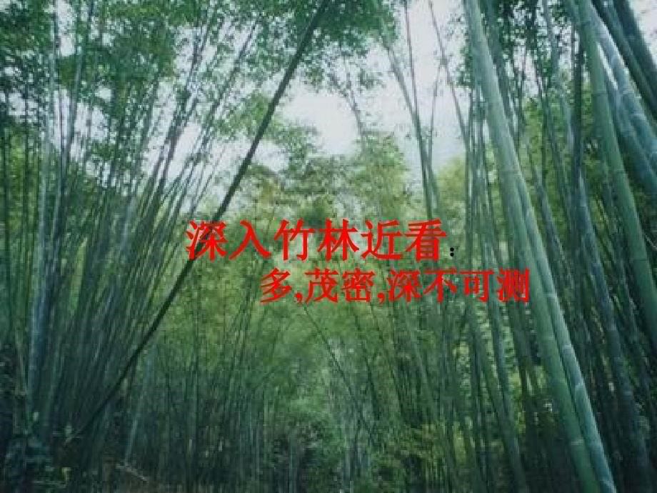 《竹林深处人家》_第5页