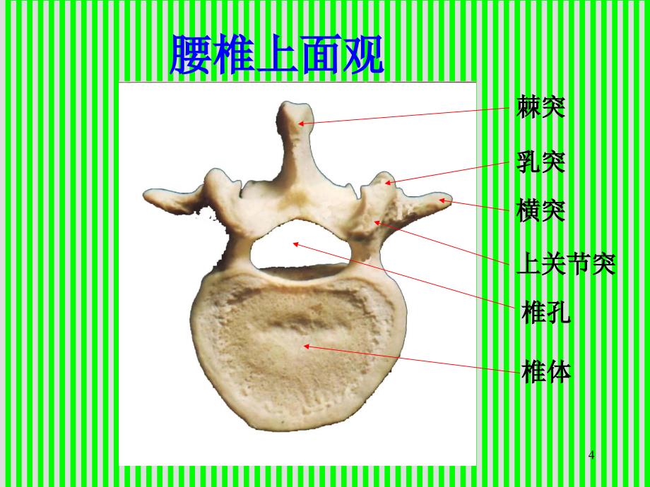 腰椎解剖应用PowerPoint 演示文稿_第4页