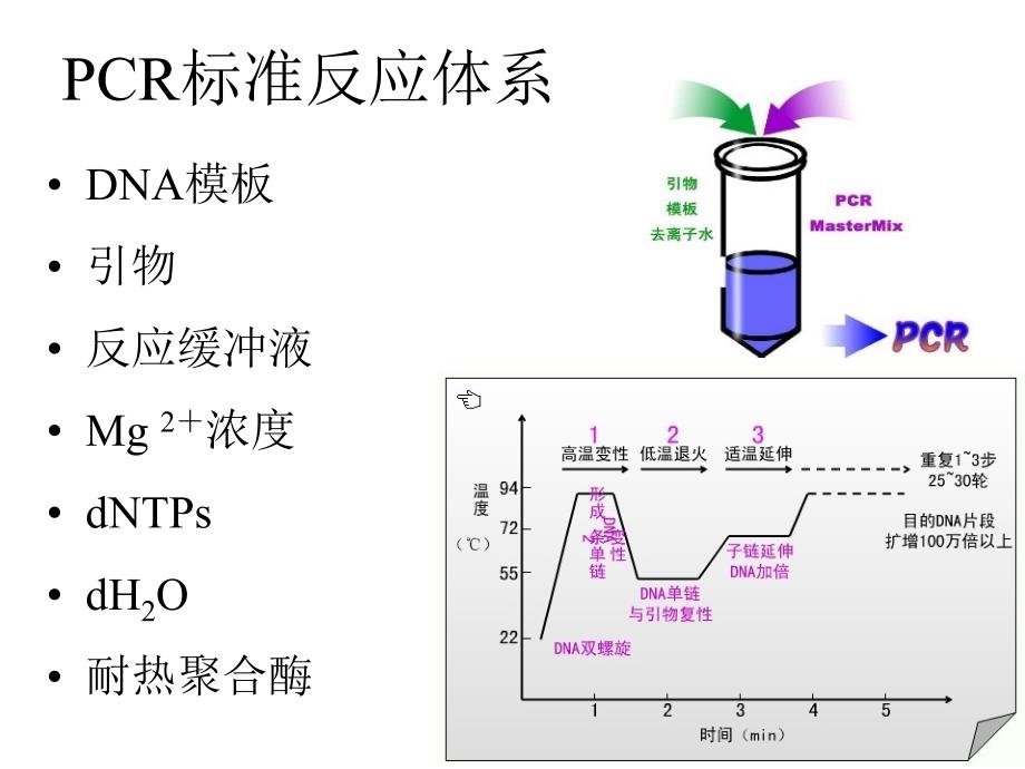 PCR常见问题分析及解决策略ppt课件_第3页