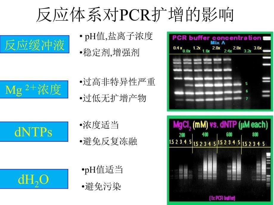 PCR常见问题分析及解决策略ppt课件_第5页