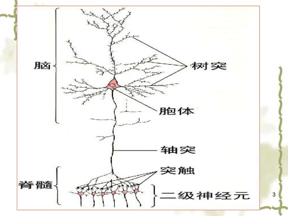 11第十一章神经系统文档资料_第3页