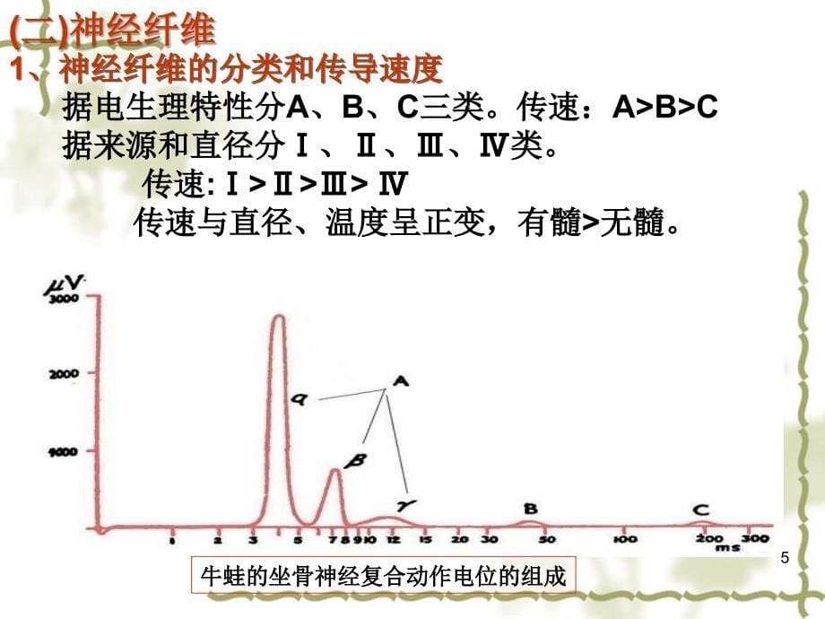 11第十一章神经系统文档资料_第5页