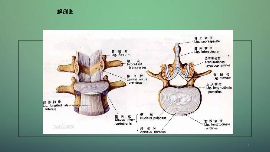 颈椎病教学干货分享_第4页