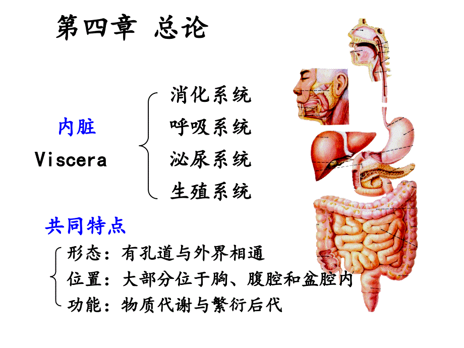 系统解剖学：内脏学_第3页