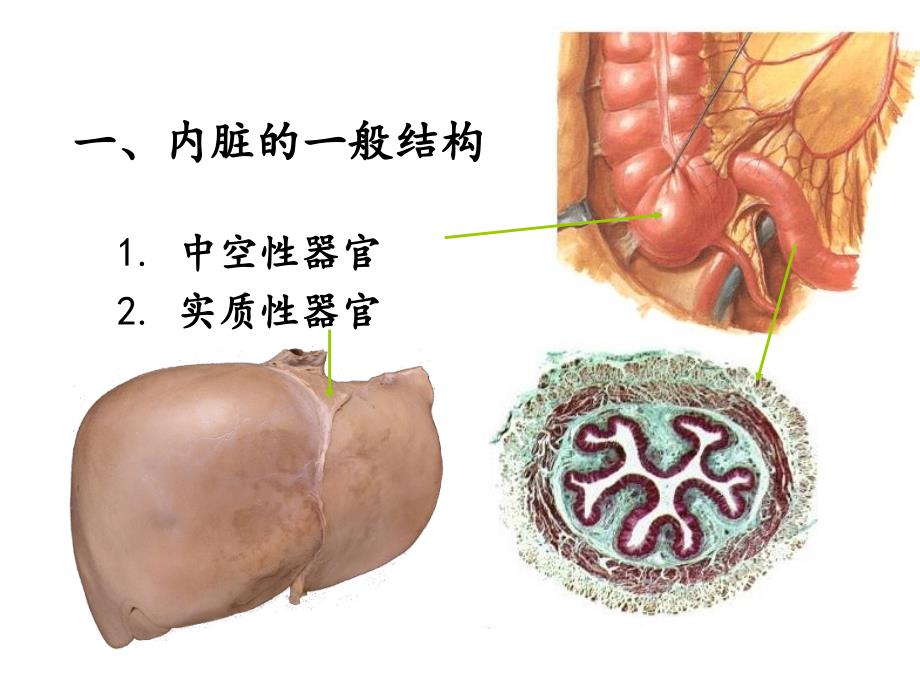 系统解剖学：内脏学_第4页