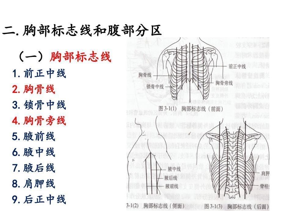 系统解剖学：内脏学_第5页