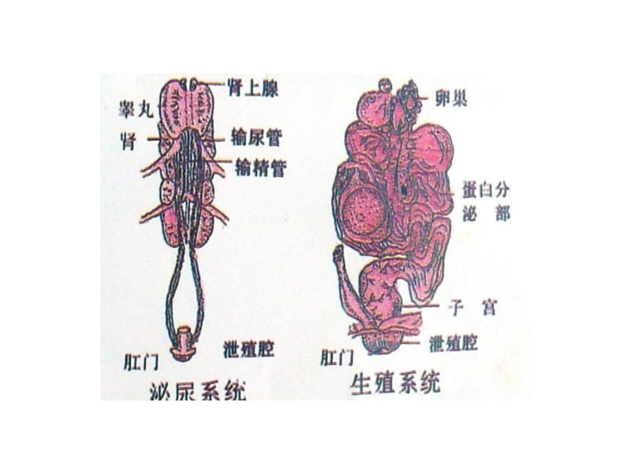 家禽解剖生理特点_第3页