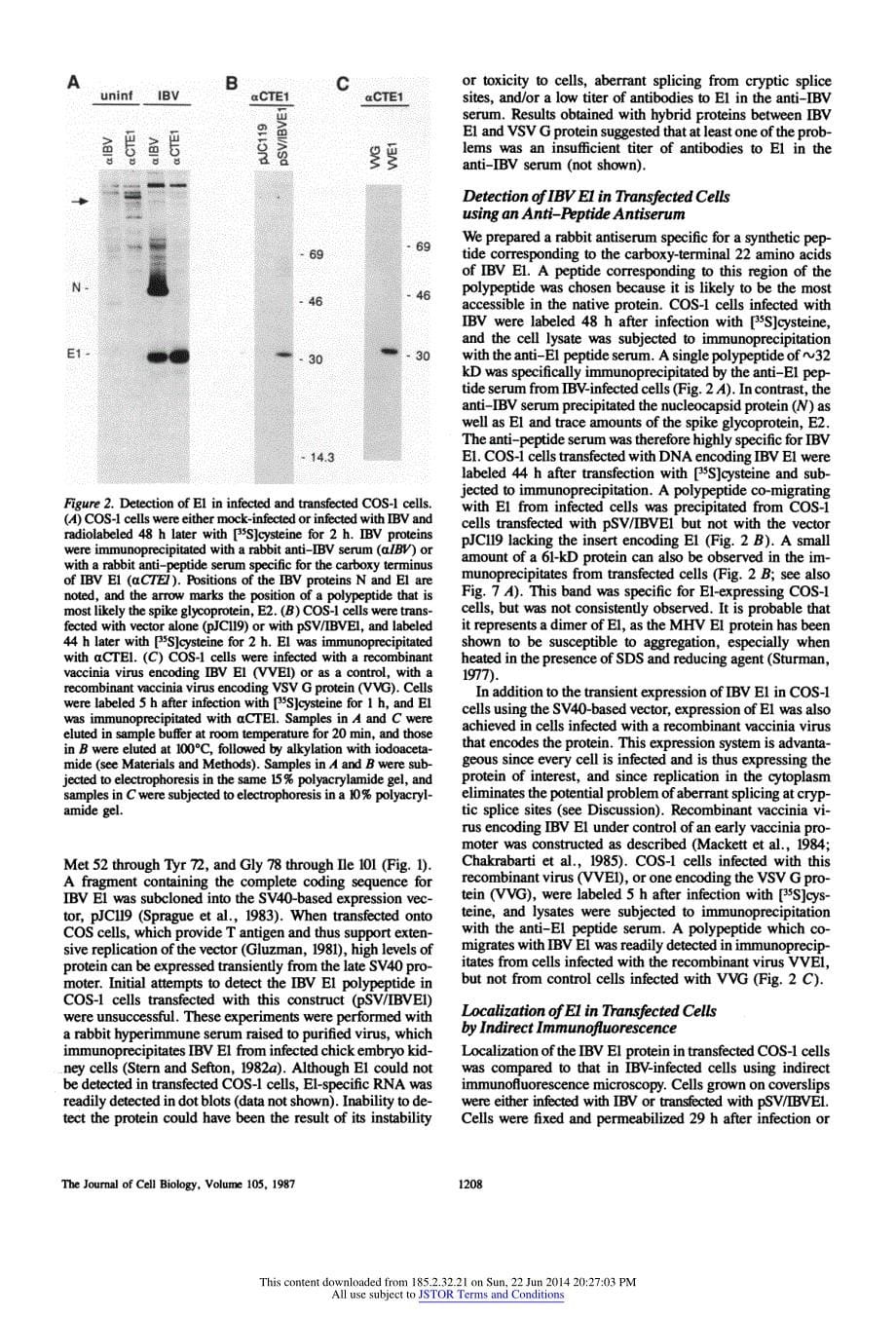 【病毒外文文献】1987 A Specific Transmembrane Domain of a Coronavirus E1 Glycoprotein Is Required for Its Retention in the Golgi Region (1)_第5页