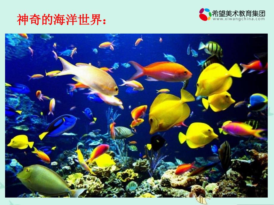 创意手工课件：2.海底世界_第4页