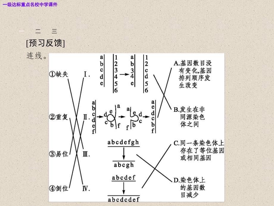 必修二高中生物第5章基因突变及其他变异5.2染色体变异新人教版ppt课件_第4页