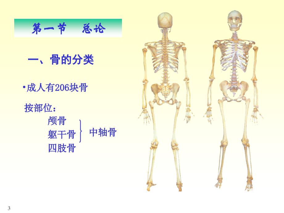 人体解剖骨学演示PPT_第3页