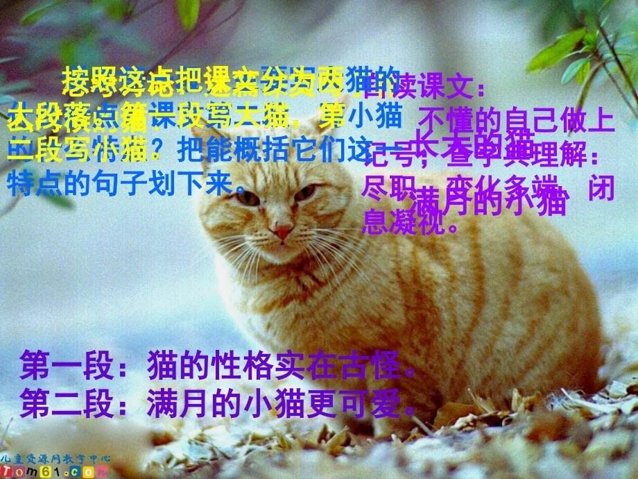 （人教新课标）四年级语文上册课件猫4_第5页