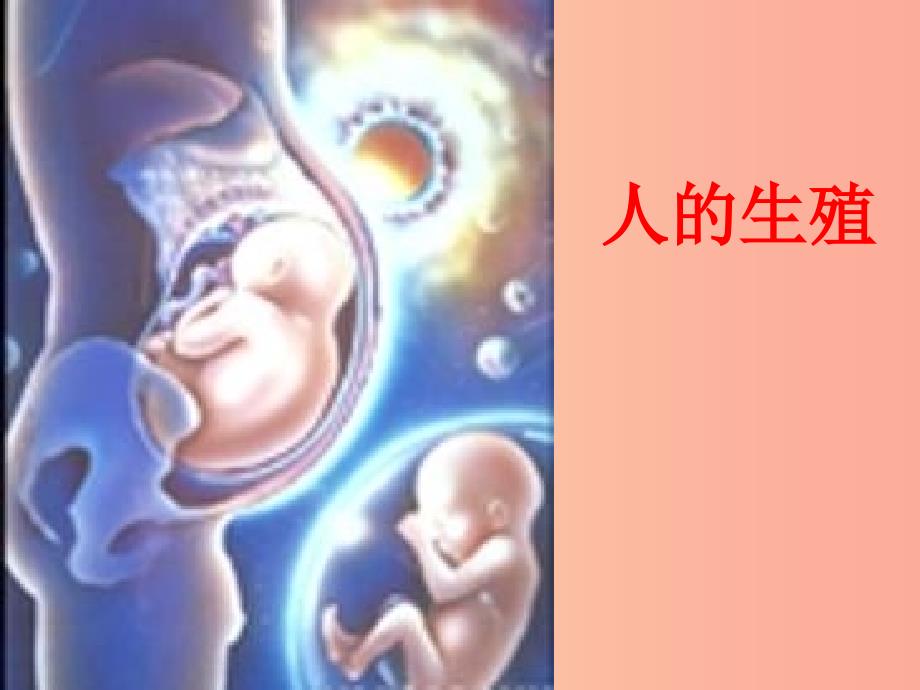 广东省七年级生物下册 第四单元 第一章 人的由来人的生殖系统课件 新人教版.ppt_第2页