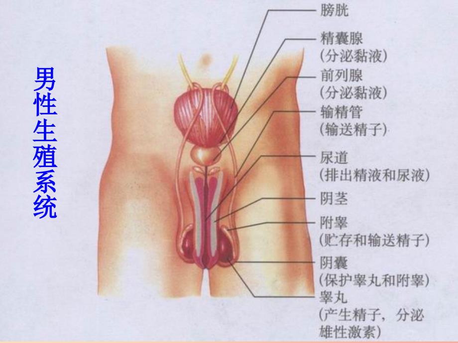 广东省七年级生物下册 第四单元 第一章 人的由来人的生殖系统课件 新人教版.ppt_第3页