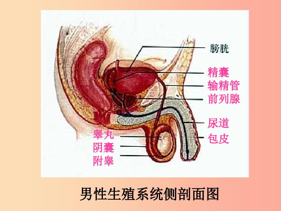 广东省七年级生物下册 第四单元 第一章 人的由来人的生殖系统课件 新人教版.ppt_第4页