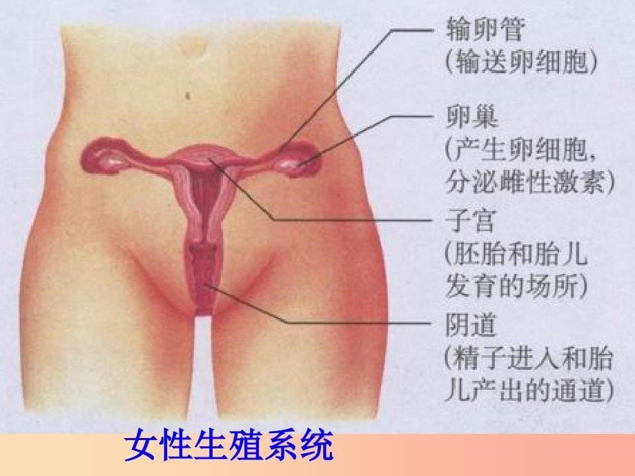 广东省七年级生物下册 第四单元 第一章 人的由来人的生殖系统课件 新人教版.ppt_第5页