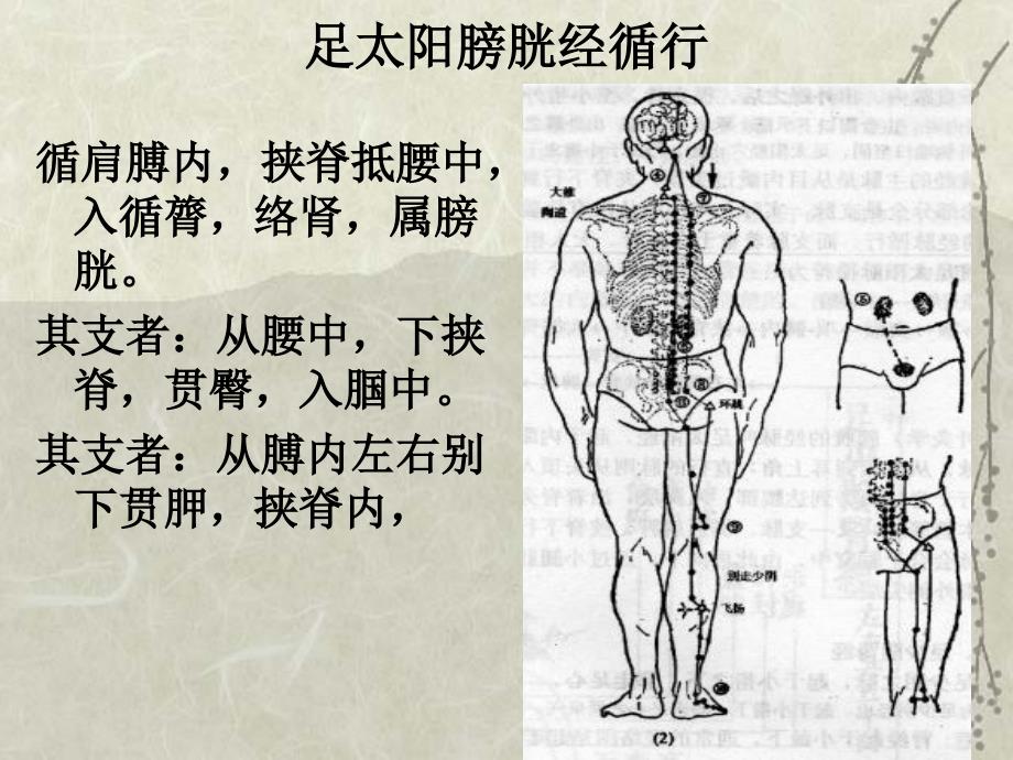 医学文库网-经络腧穴学课件-足太阳膀胱经【51页_第4页