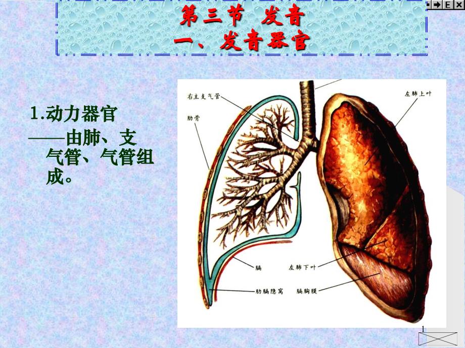 发音器官示意图PPT幻灯片_第1页