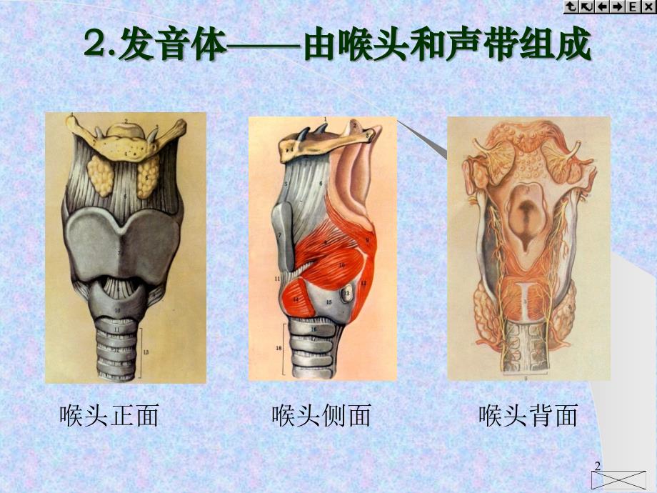 发音器官示意图PPT幻灯片_第2页