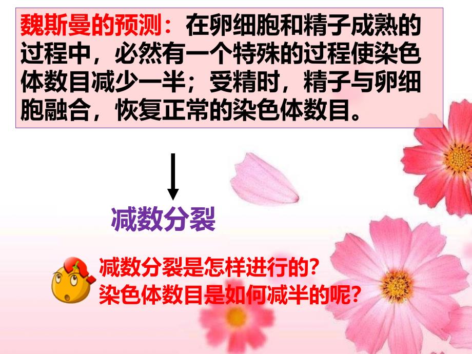 减数分裂和受精作用.ppt_第3页