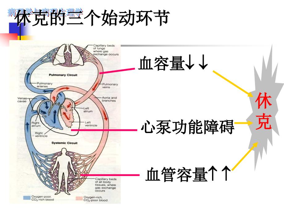 休克的病因和发病机制_第4页