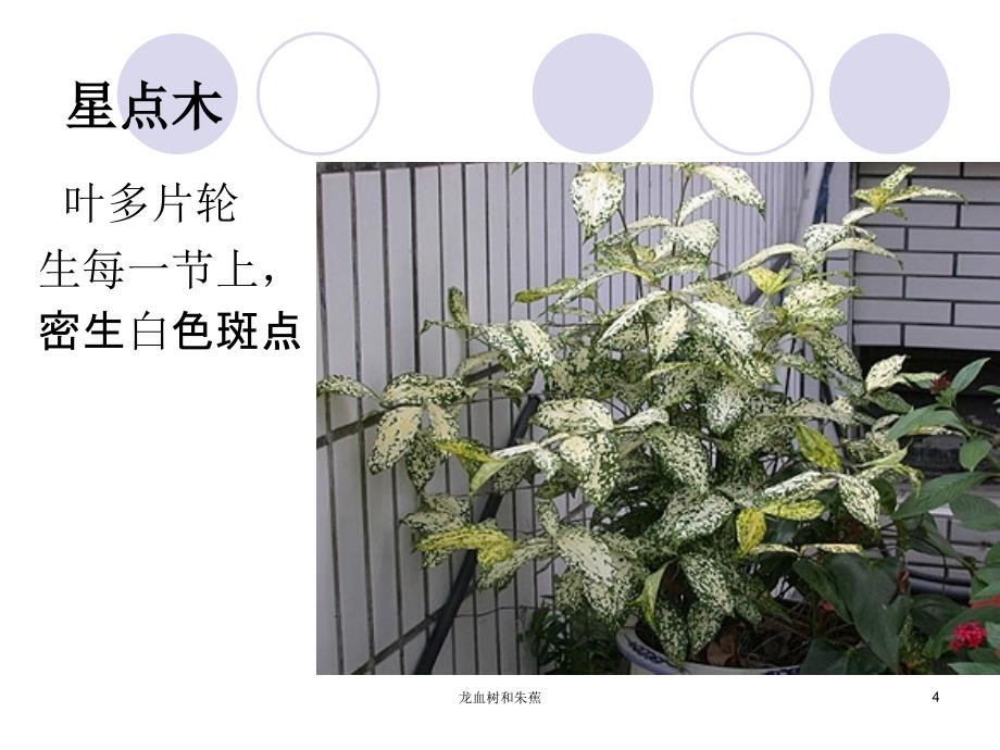 龙血树和朱蕉课件_第4页