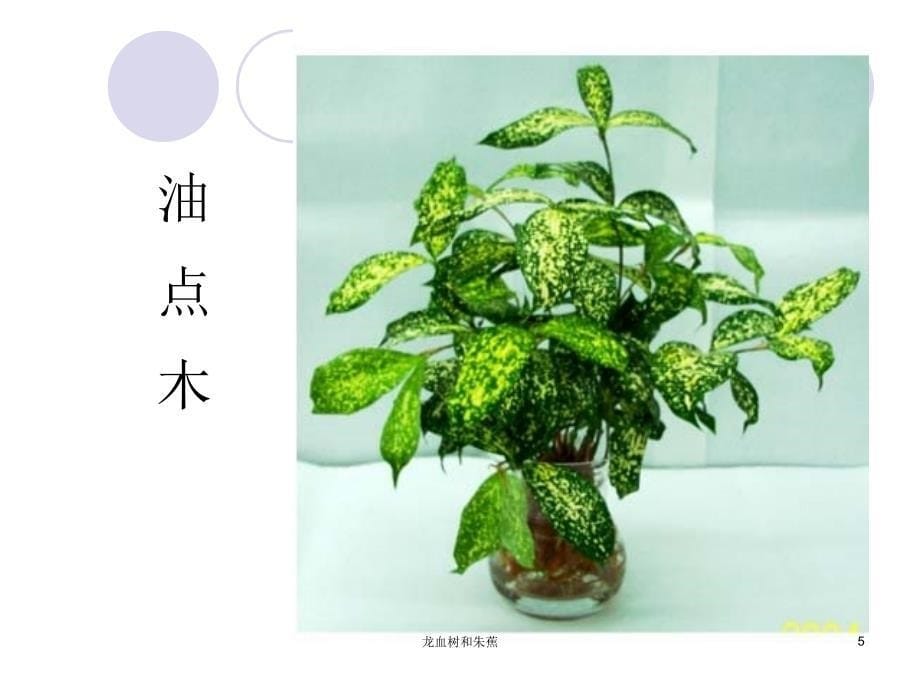 龙血树和朱蕉课件_第5页