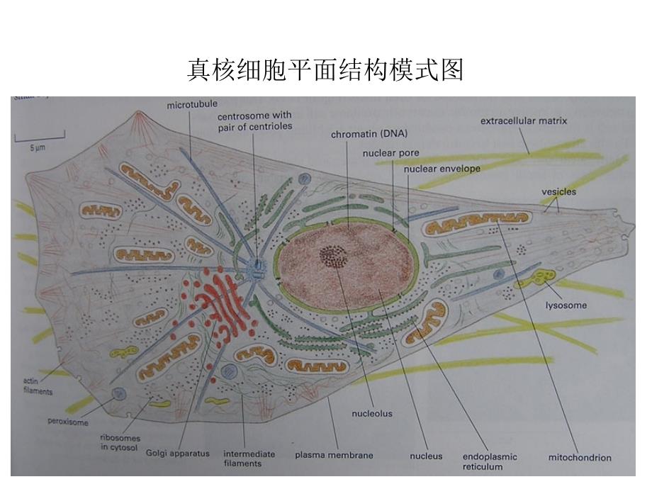 大学细胞生物学第五章细胞的内膜系统课堂PPT_第3页