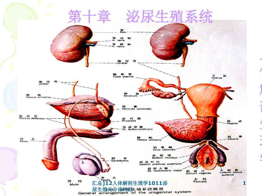 汇总12人体解剖生理学1011泌尿生殖内分泌神经课件_第1页