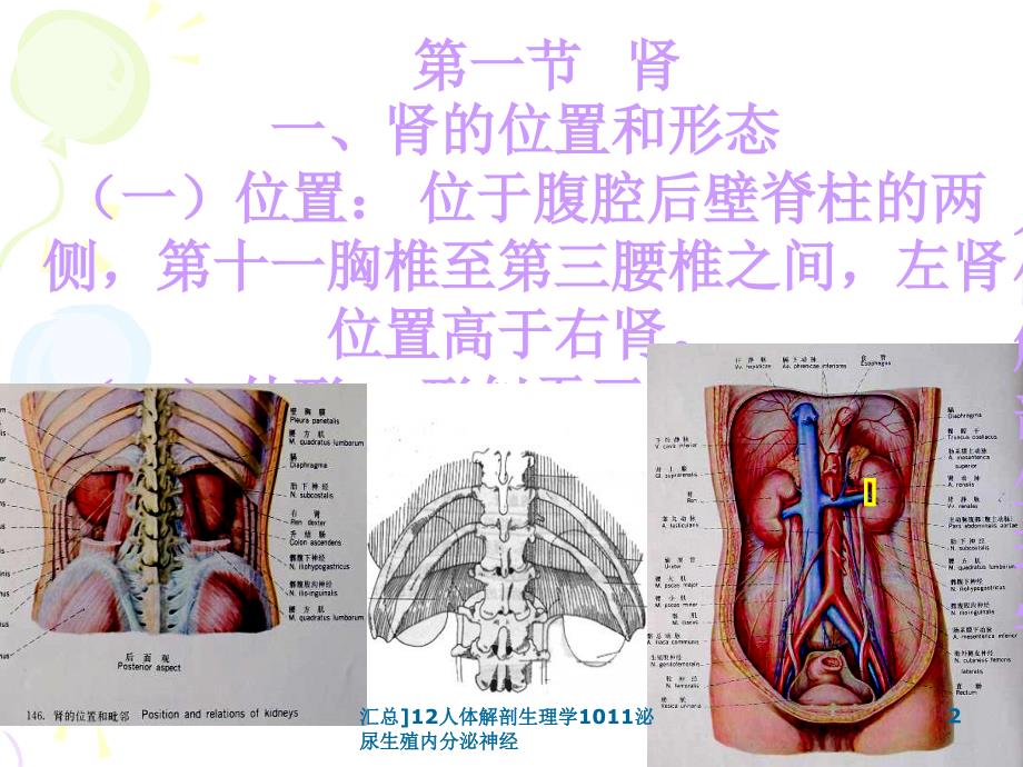 汇总12人体解剖生理学1011泌尿生殖内分泌神经课件_第2页